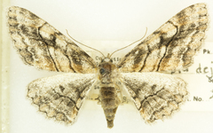 Stenoporpia pulmonaria dejecta