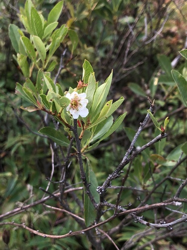 sand cherry (Prunus pumila)