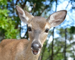 Odocoileus virginianus clavium