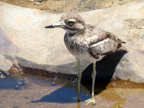 iNaturalist: (c) Gigi Laidler, some rights reserved (CC BY-NC), uploaded by Gigi Laidler iNaturalist image