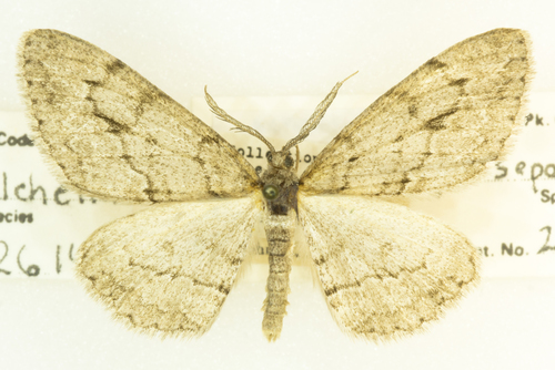 Stenoporpia separataria