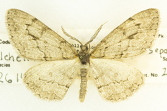 Stenoporpia separataria