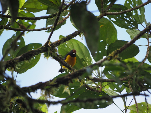 Tawny-capped Euphonia (Euphonia anneae), photo 4