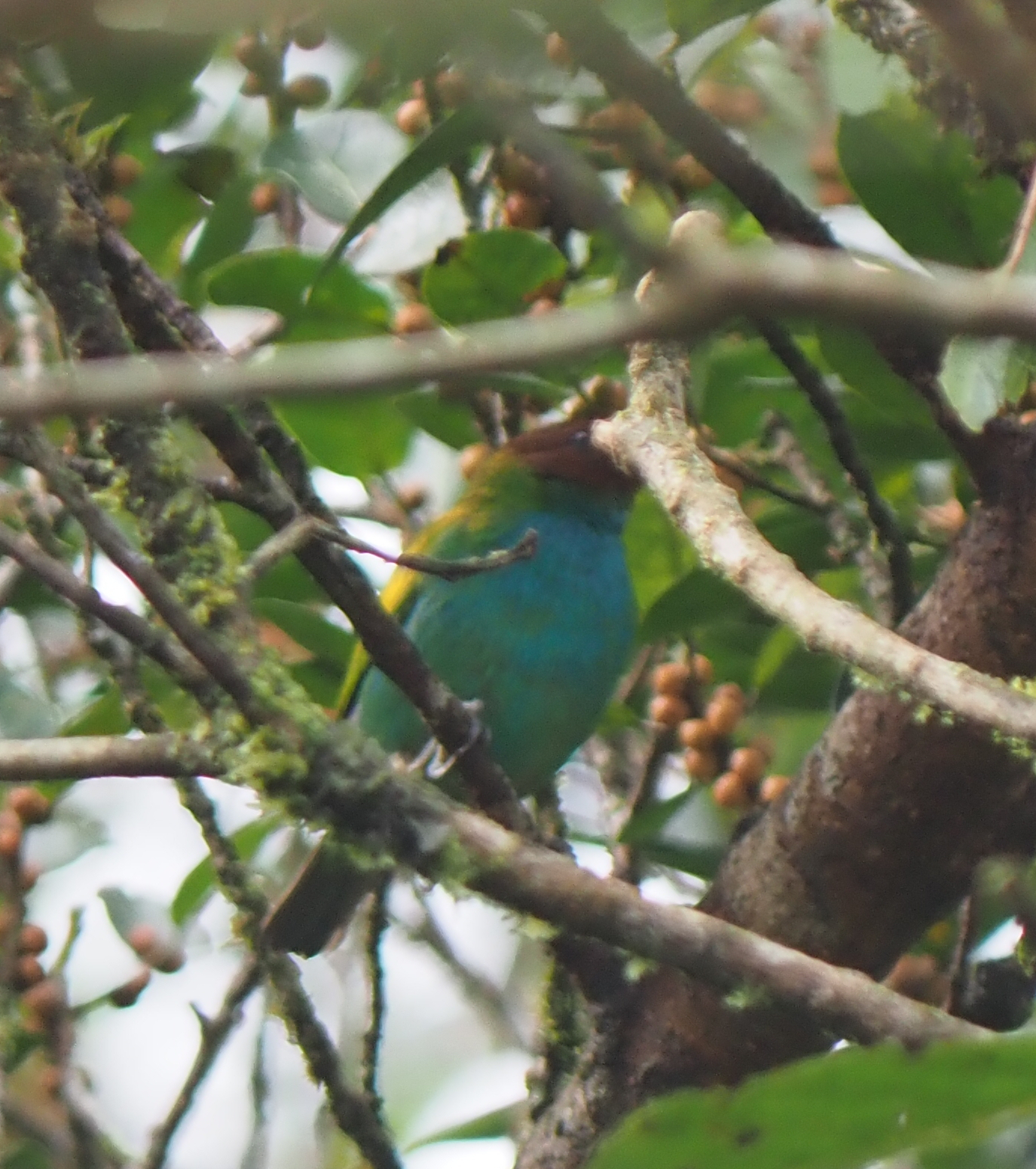 Bay-headed Tanager (Tangara gyrola), photo 5