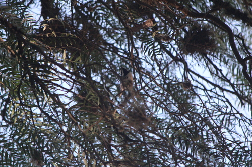 Black-throated Grey Warbler (Setophaga nigrescens)