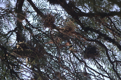 Black-throated Grey Warbler (Setophaga nigrescens), photo 2