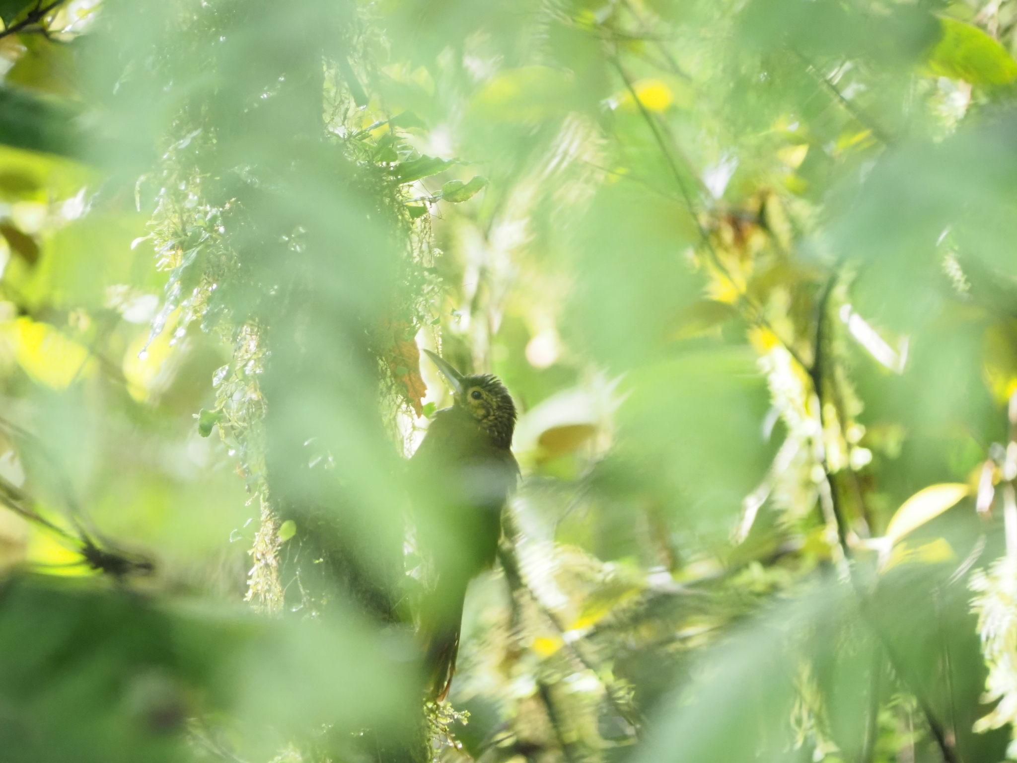 Spotted Woodcreeper (Xiphorhynchus erythropygius), photo 6