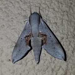 Hippotion rosae