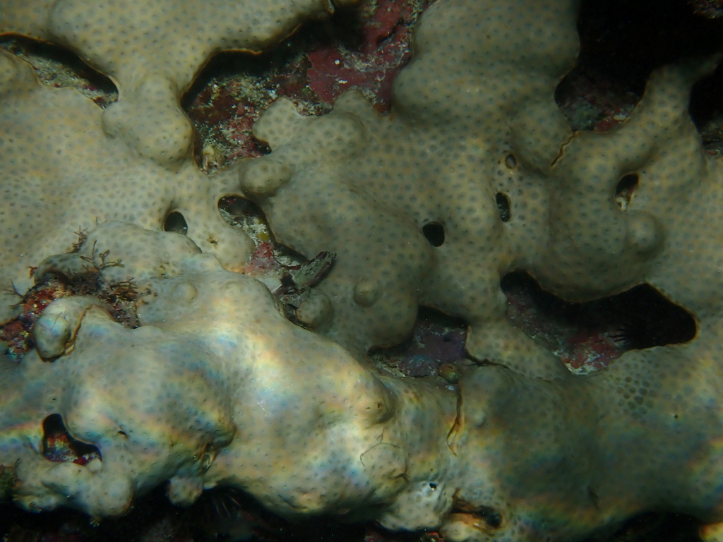 White Encrusting Zoanthid