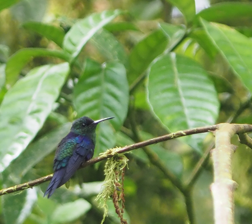 Crowned Woodnymph (Thalurania colombica), photo 4