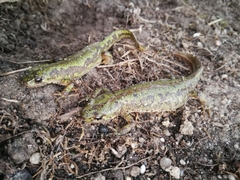 Triturus pygmaeus