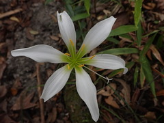 Zephyranthes treatiae