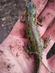 Triturus pygmaeus