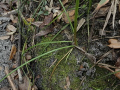 Zephyranthes treatiae