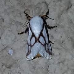 Parapluda invitabilis