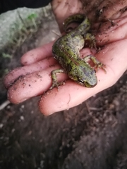 Triturus pygmaeus