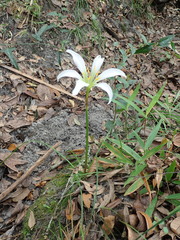Zephyranthes treatiae