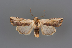 Hypotrix diplogramma