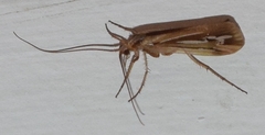 Limnephilus ornatus