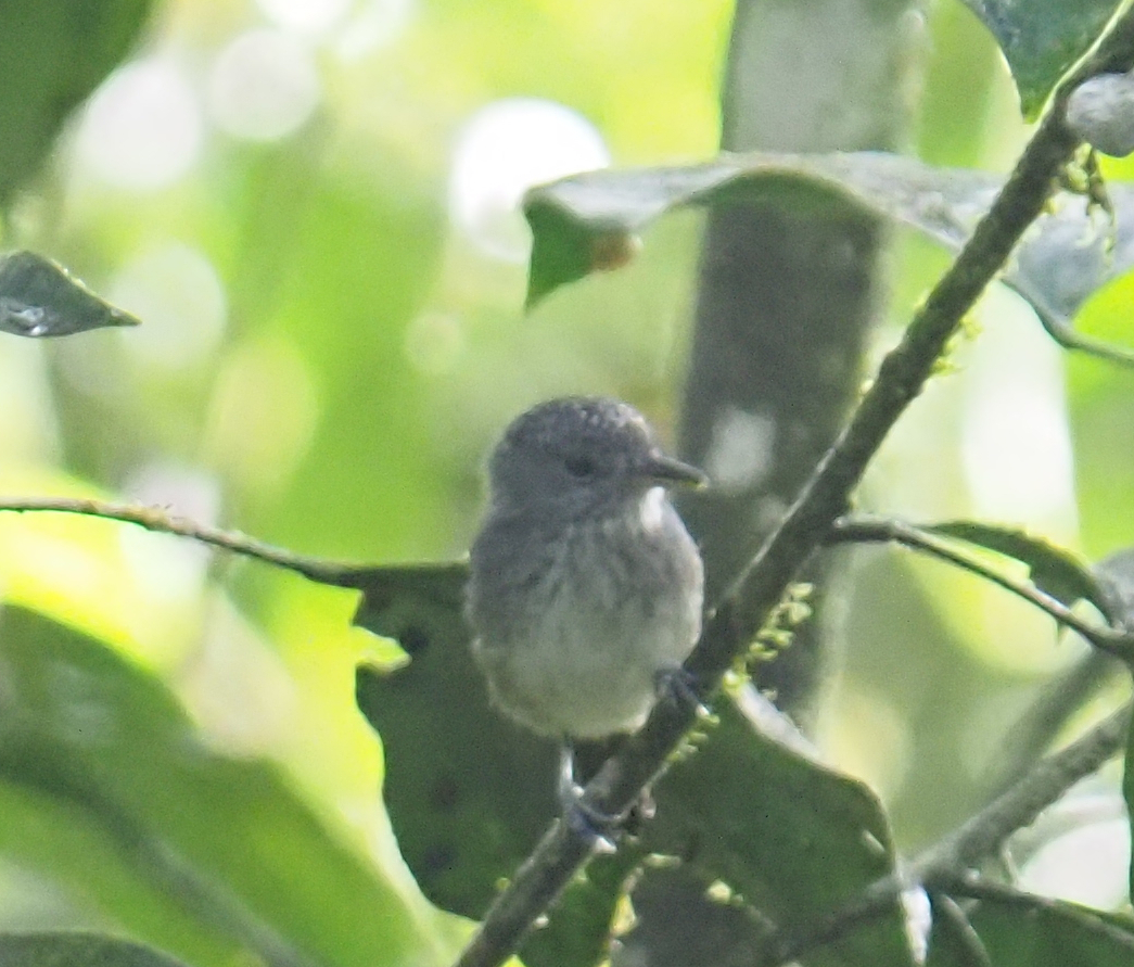 Spot-crowned Antvireo (Dysithamnus puncticeps), photo 1