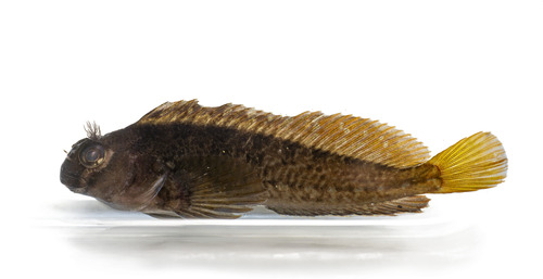 Notchbrow blenny (Hypsoblennius gilberti) — Blenniidae — 2