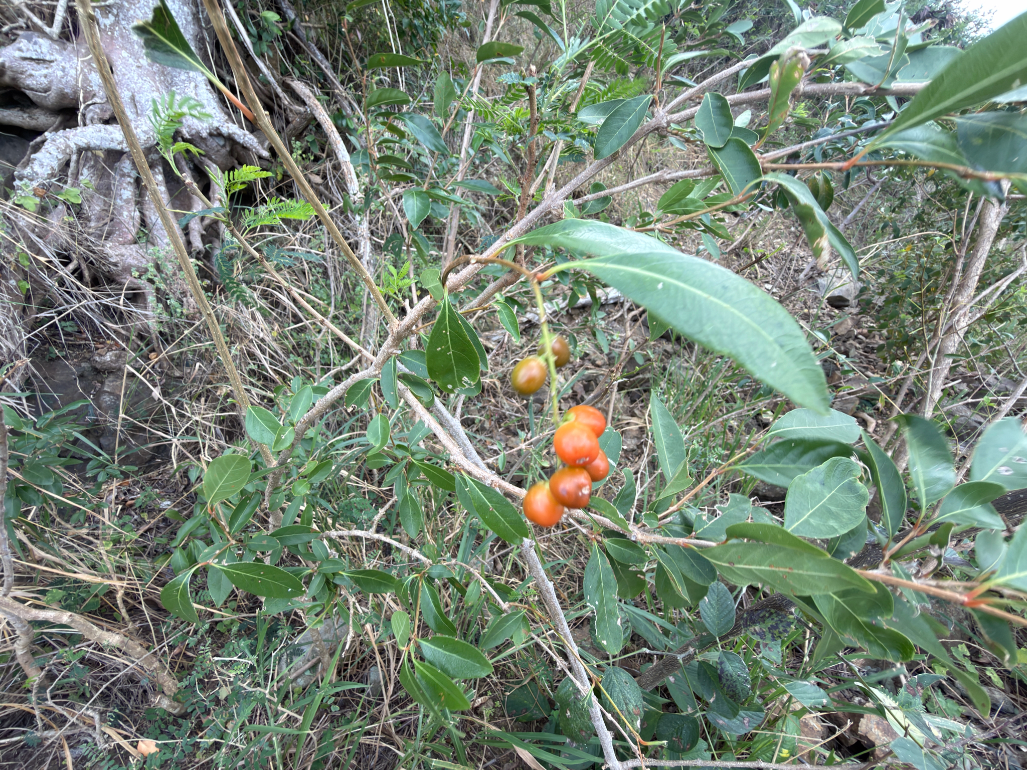 Imagem de Citharexylum mirianthum
