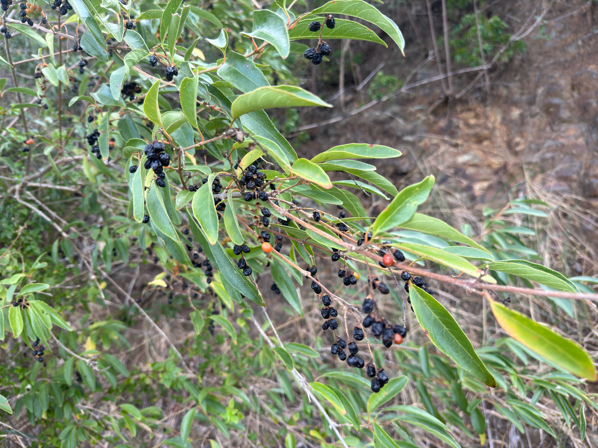 Imagem de Citharexylum mirianthum