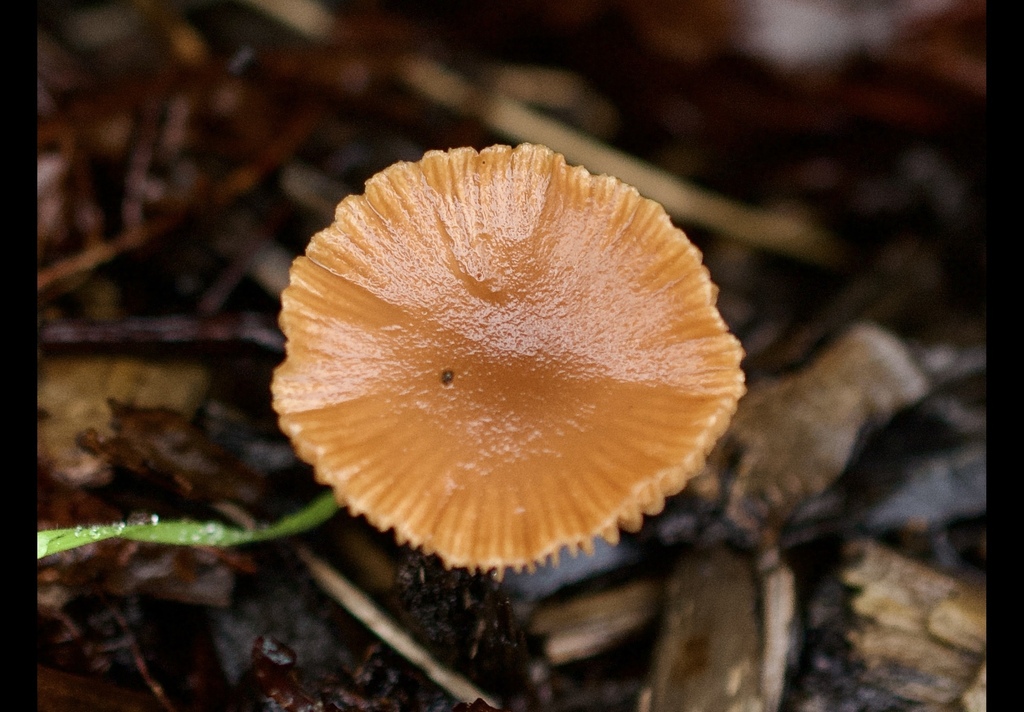 Tubaria furfuracea · January 2026 · photo: © cryptomarasmius (iNaturalist, cc-by)