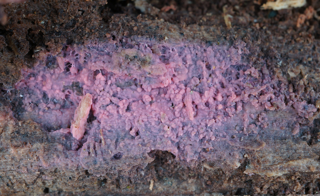 Tulasnella violea