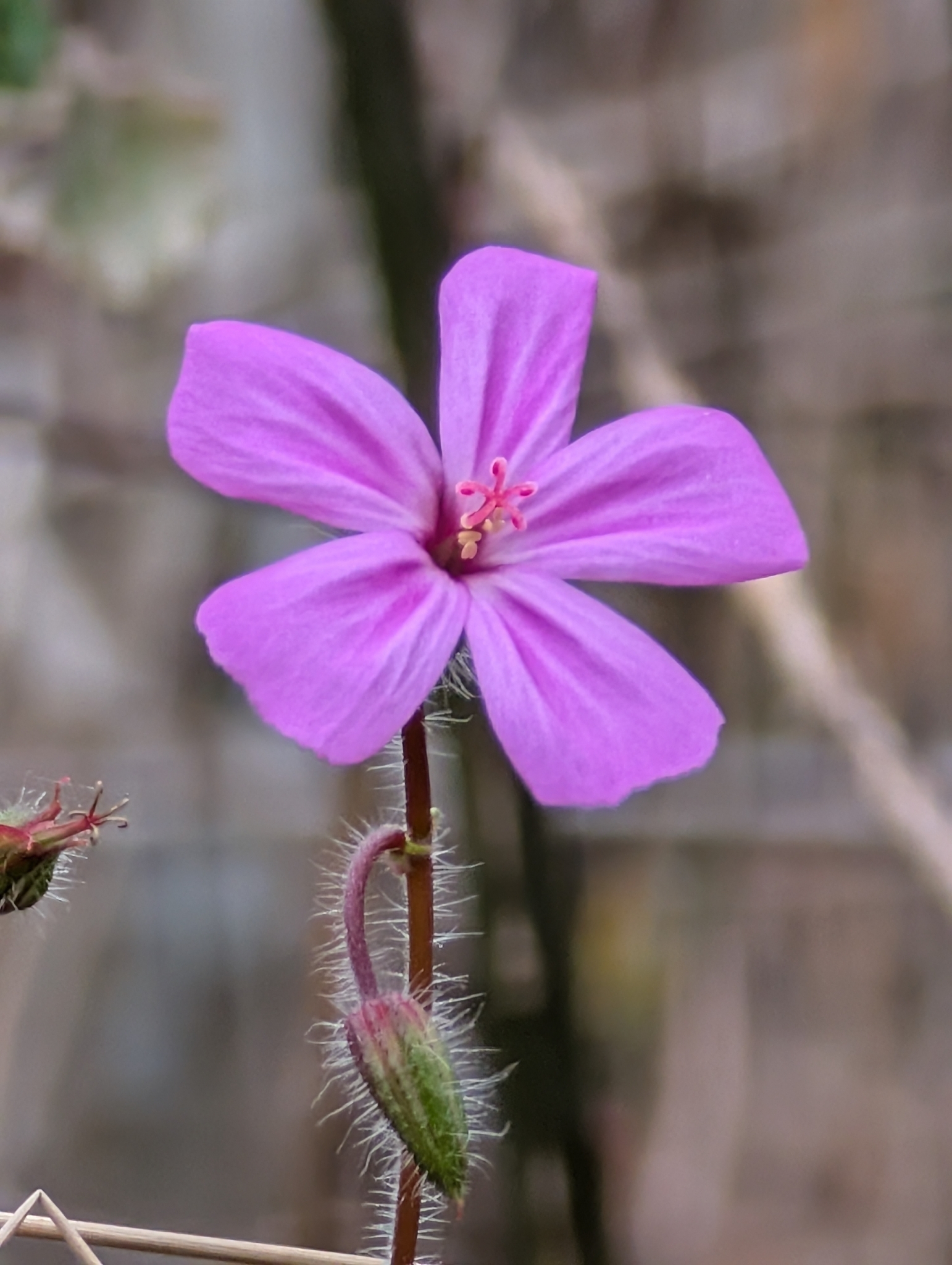 Herb Robert