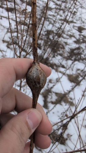 Unknown species found near Naperville, IL 60540, USA