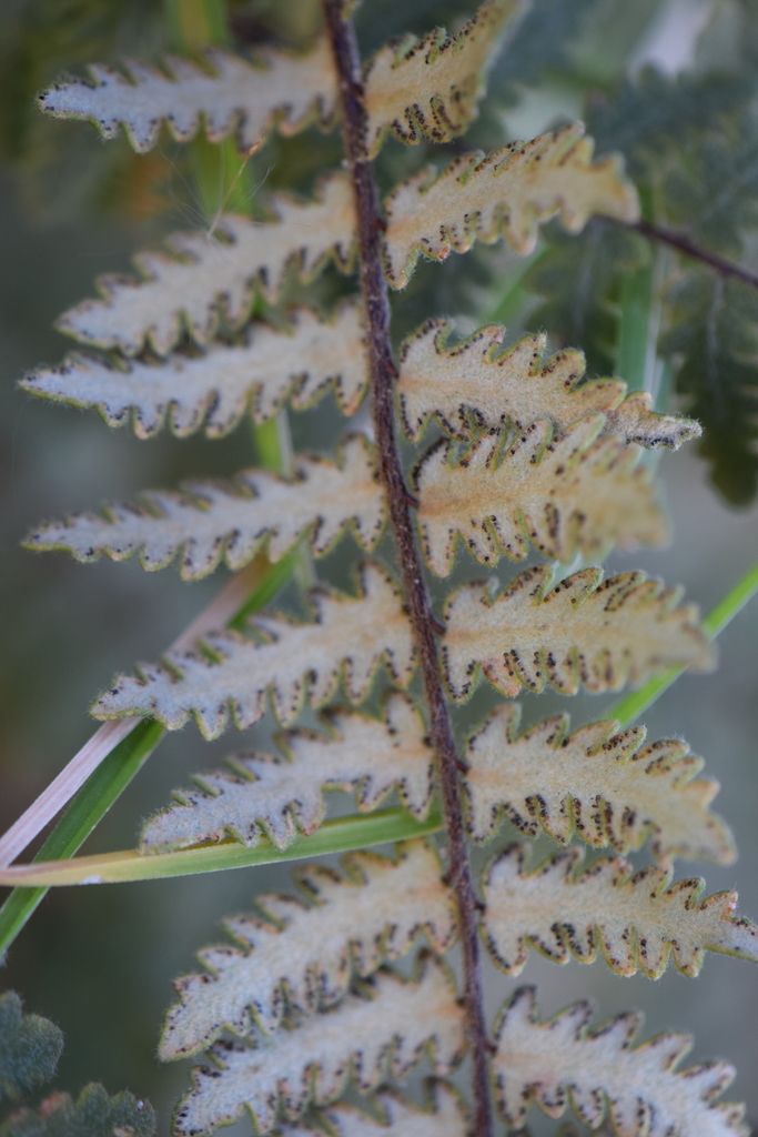 Doradilla