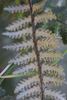 Golden Lipfern - Photo (c) R.E.Llanos, some rights reserved (CC BY-NC-SA), uploaded by R.E.Llanos