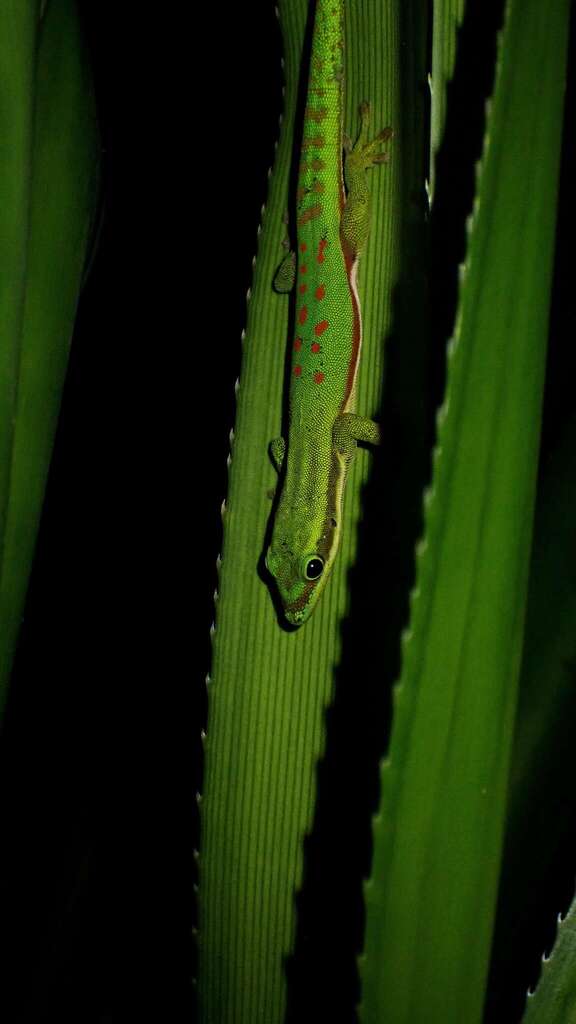 Island Day Gecko