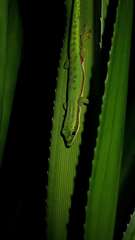Island Day Gecko photo 1