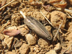 Sphenoptera