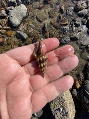 Hesperaptyxis ambustus