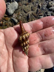 Hesperaptyxis ambustus