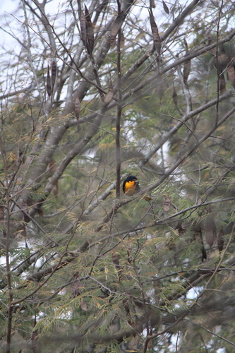 Black-backed Oriole (Icterus abeillei), photo 8