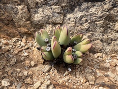 Conophytum (Conophytum bilobum)