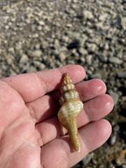 Fasciolariidae