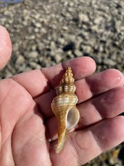 Fasciolariidae