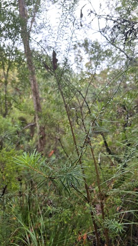 Toothed Phebalium (Leionema dentatum)