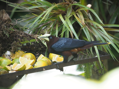 Chestnut-headed Oropendola (Psarocolius wagleri), photo 2