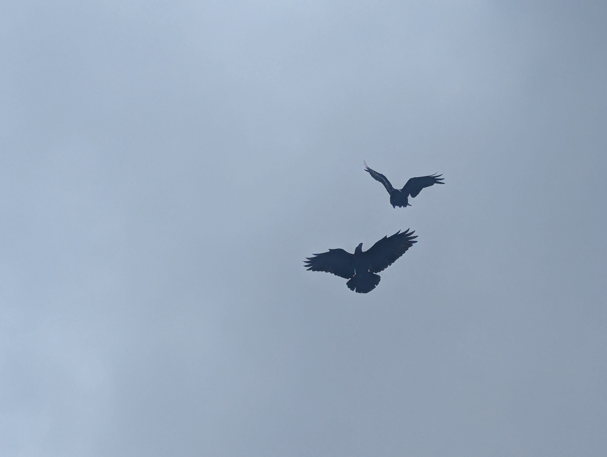 White-necked Raven (Corvus albicollis), photo 1