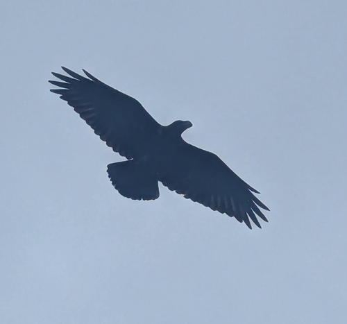 White-necked Raven (Corvus albicollis), photo 2
