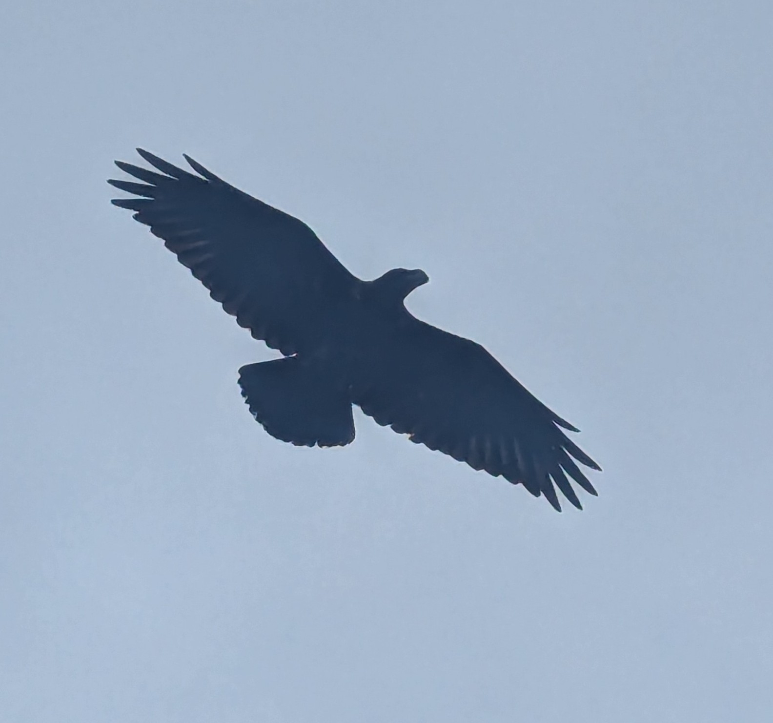 White-necked Raven (Corvus albicollis), photo 2