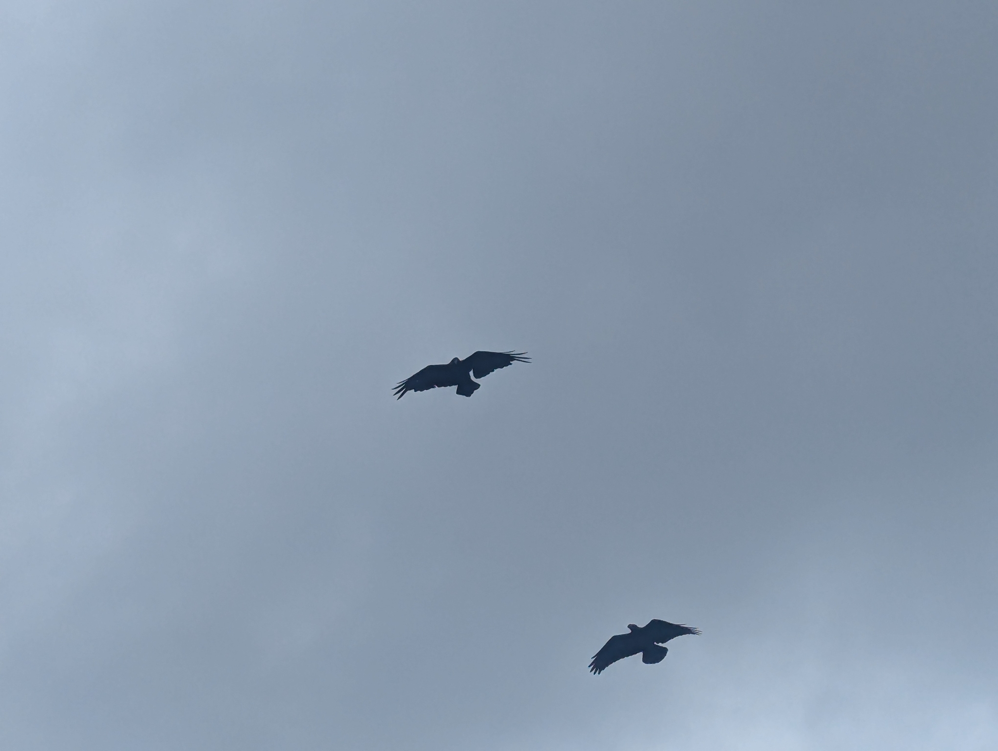 White-necked Raven (Corvus albicollis), photo 3