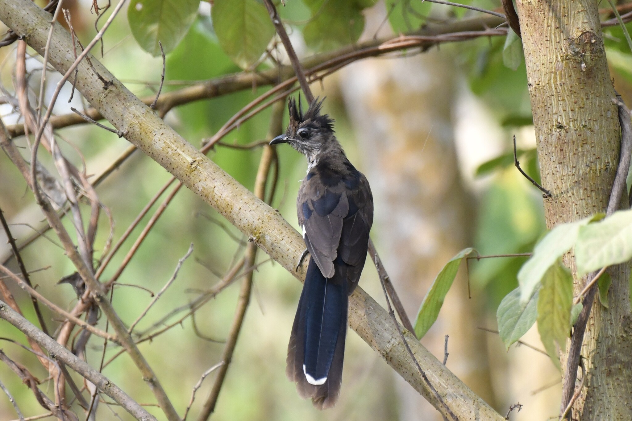 Levaillant's Cuckoo (Clamator levaillantii), photo 10