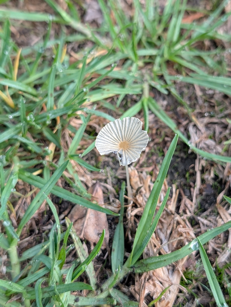 Parasola plicatilis · January 2026 · photo: © rosiekstein (iNaturalist, cc-by)